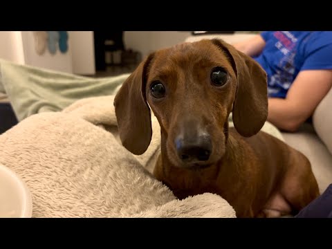 Mini dachshund enjoys a Christmas movie night with popcorn! 🍿