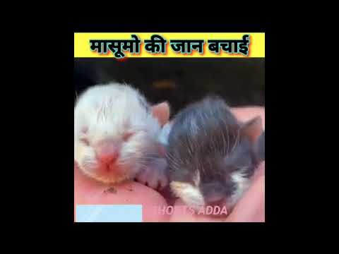 Masum kitan #shorts #facts