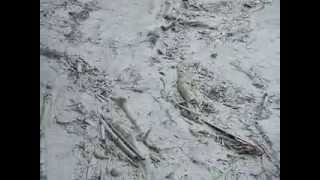 [問卦] 88風災當時南部有多可怕？