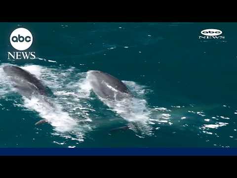 Drone footage captures dozens of dolphins leaping through California waters