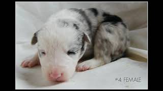 Video preview image #1 Border Collie Puppy For Sale in WHITE SALMON, WA, USA