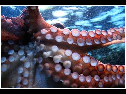 Homöopathie - Sepia succ. Lexithek