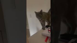 デカいね！爆乳ちゃん