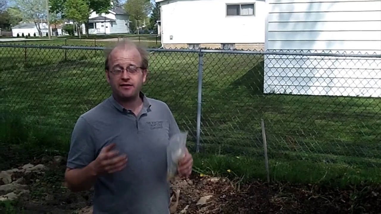 Grow Better Backyard Sweet Corn This Year