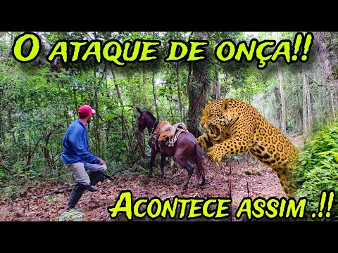 THE MOMENT WHEN THE JAGUAR ATTACKS.! BE CAREFUL WHEN DOING THIS.!