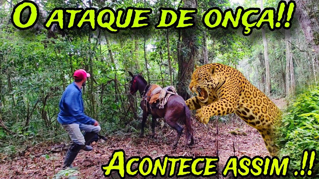 THE MOMENT WHEN THE JAGUAR ATTACKS.! BE CAREFUL WHEN DOING THIS.!