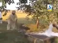 Jamidar Tera Yo Hal Dek Ke
