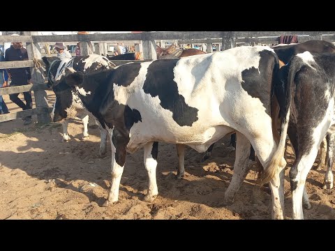Feira de gado. Novihas pra leite em Dois Riachos Alagoas 03/12/25#nordeste