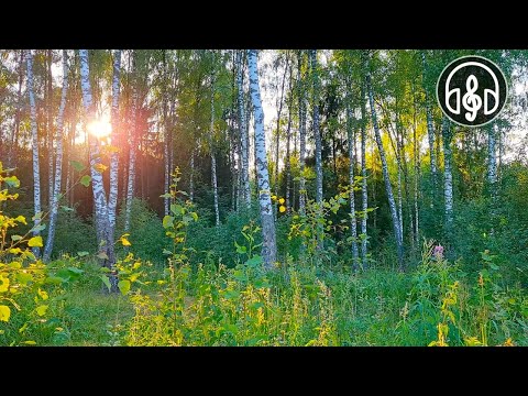 Sehr schöner Abendwald. Vögel singen im Sommerwald.