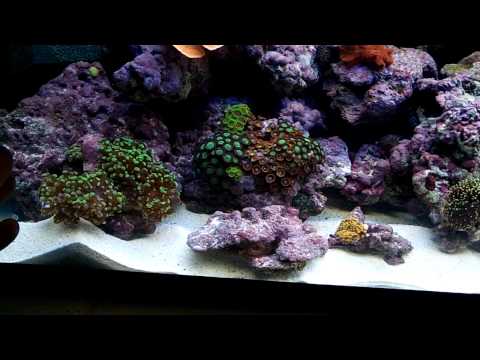 How to setup simple cheap reef tank!