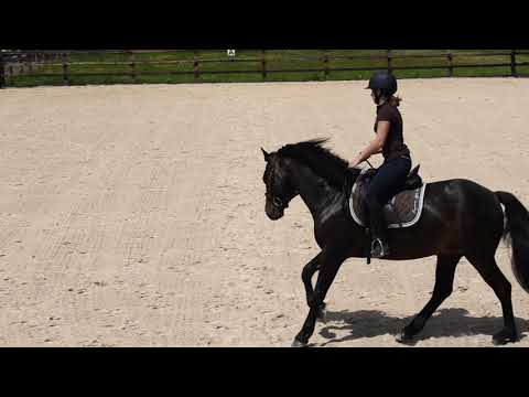 BE90 dressage test 96 pony: Eden de Garros owner Carina LYNCH