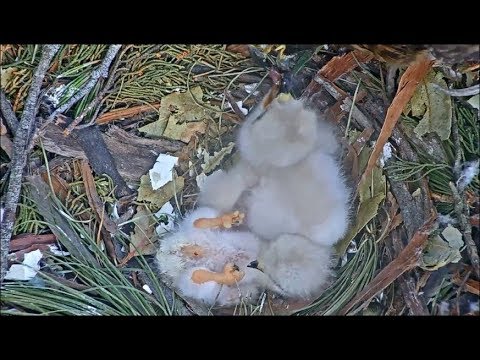 Presidio SF Red-tailed Hawk Cam ~ This Is Harder Than It Seems ~ Baby Keeps Falling Over 4.13.18