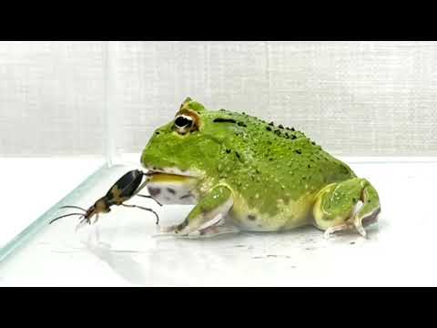 Pacman Frog ＆ Bombardier beetle