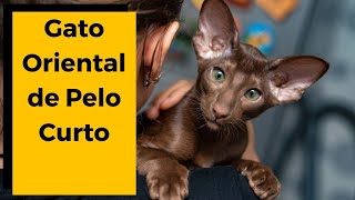 raça de gato | ORIENTAL SHORTHAIR    [ GATO ORIENTAL DE PELO CURTO ]  🐈