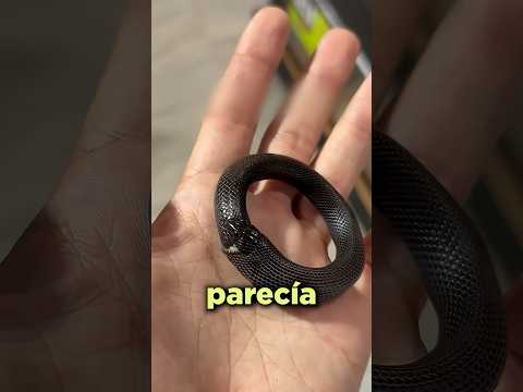 Esta Serpiente se Comió a sí Misma…