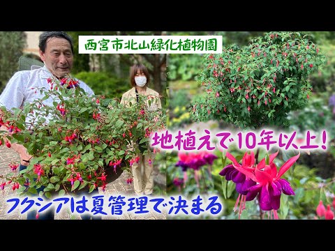 美しいフクシアを手に入れるにはどうすればよいですか？ 4つの秘密が明らかに  庭園