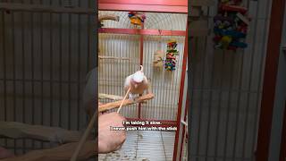 Teaching a Pink Cockatoo to Step Up From Cage