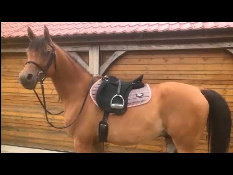 Top Speed Farouk, a very fast gallop up Heart Attack Hill 🏇🏼