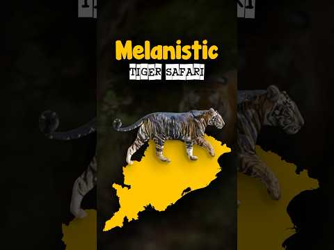 Melanistic Tiger Safari | Pseudo Melanism #parcham #currentaffairs #tigersafari