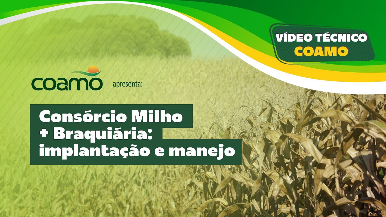 Vídeo Técnico Coamo: Consórcio Milho + Braquiária