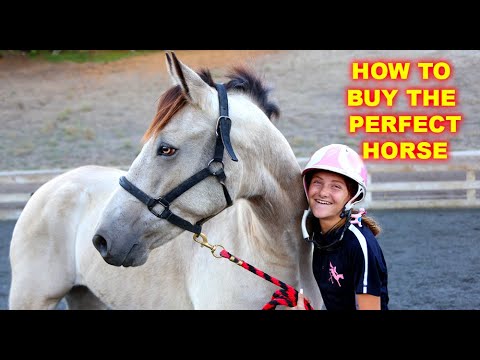 YouTube video about: How to find the perfect horse?