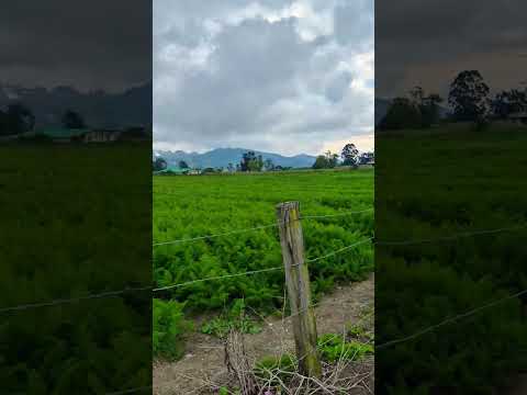 ASI ES EL CAMPO DE PASCA CUNDINAMARCA