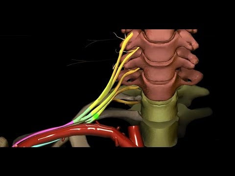 Upper Extremity - Brachial Plexus - Overview (1/4)