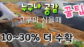 누구나 공감100%  고구마  10~30%  더 수확 가능 그냥  지나칠 수 있는걸 꿀팁으로