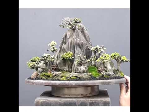 My Penjing 2019#2 H: 28 cm W: 42 cm.