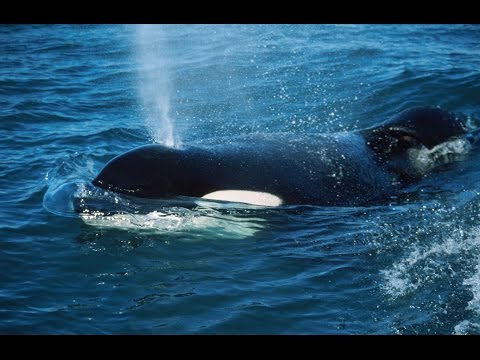 Keiko, the killer whale, lived in the ocean following captivity