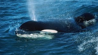 Keiko,thekillerwhale,livedintheoceanfollowingcaptivity