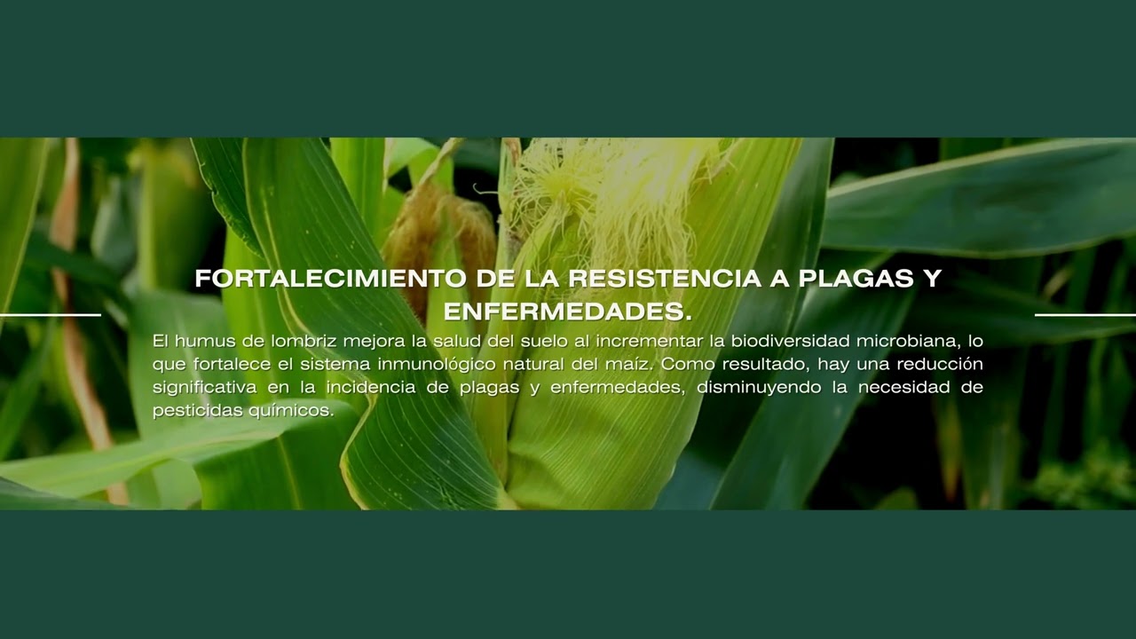 Uso del humus de lombriz - Maiz