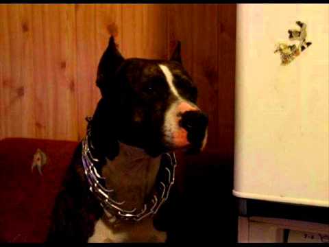 Harry Pzr- Brama Otwarta