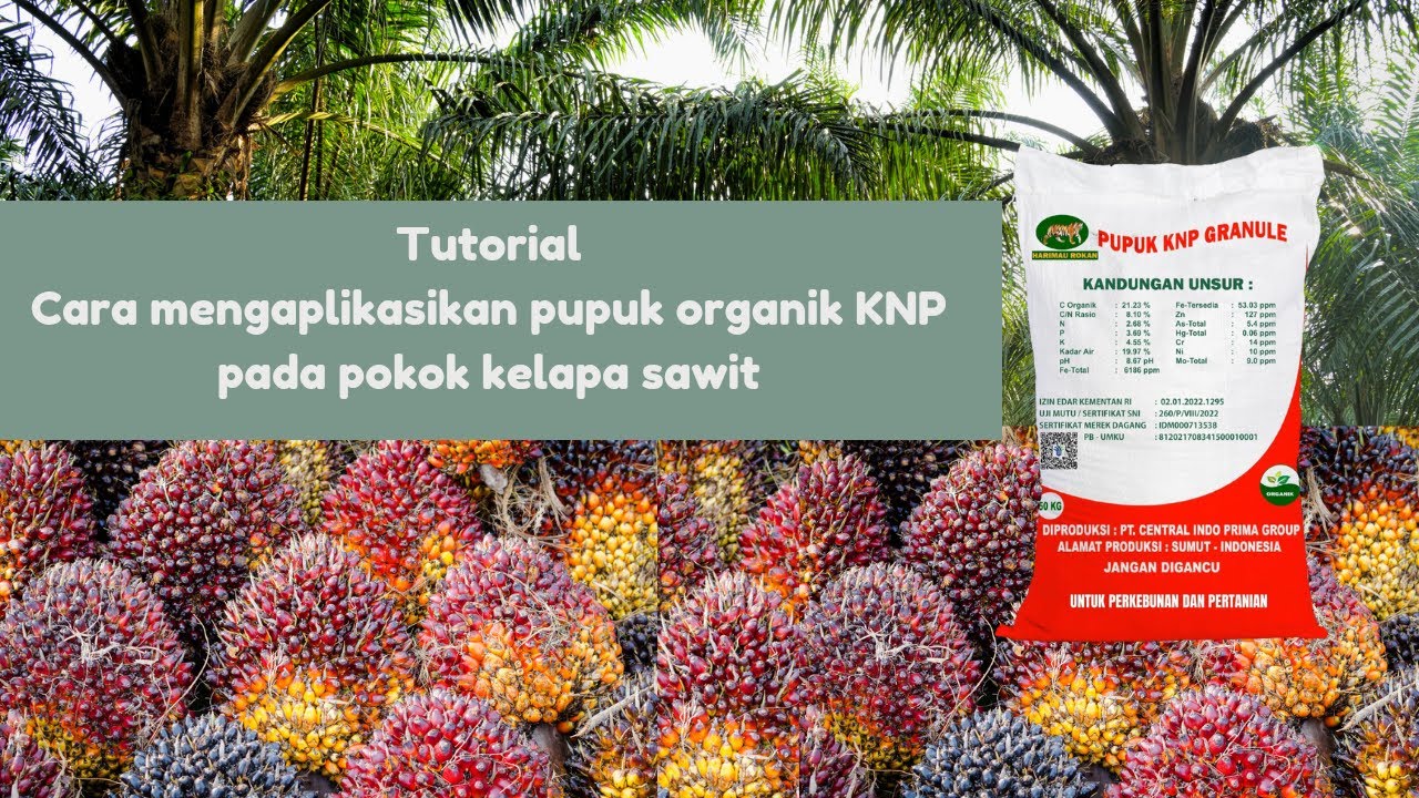 Pengaplikasian KNP Granule Harimau Rokan