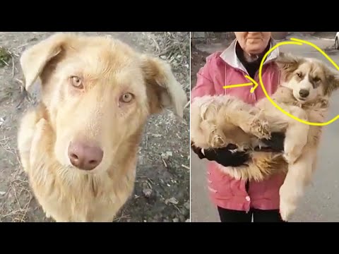 Surprised that the leader dog expected us to help the sick dogs in the pack