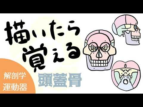 ヴィリスの頭蓋骨 - 定義