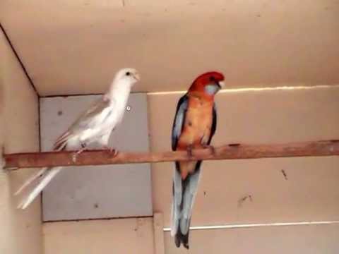 Kopie van oranje blauw fallo pennant