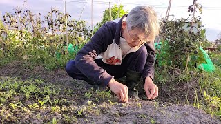 Download the video "[狐狸菜園] 入冬就是要種茼蒿 來試看看利用種子灑播跟條播覆土的方式 對出苗率有沒有影響 Garland Chrysanthemum planting and growing 春菊"