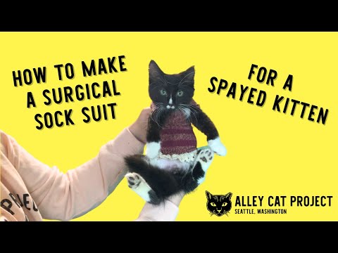 How to make a surgical sock suit for a spayed kitten