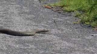 preview picture of video 'Snake at Blackwater Refuge, Maryland'