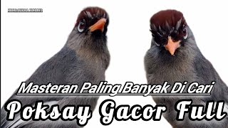 Download lagu 2 Variasi Mewah Poksay gacor Masteran paling banyak di Cari Kicau Mania mp3 Download lagu 2 Variasi Mewah Poksay gacor Masteran paling banyak di Cari Kicau Mania mp3