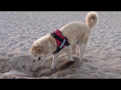 Hundestrand in Empuriabrava - einer der Wenigen an der Costa Brava