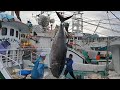 900-pound giant bluefin tuna cut for luxurious sashimi