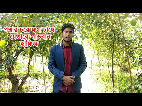 পদ্মার চরে ফল চাষে যেভাবে লাভবান হাফিজ