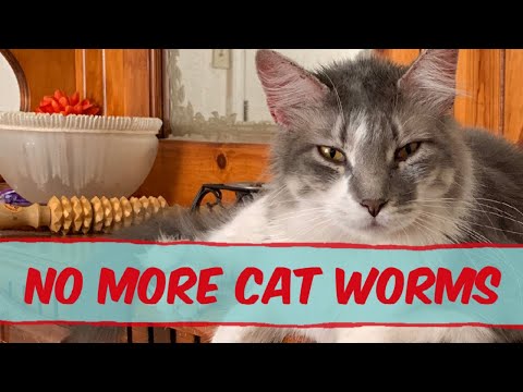 Natural Way to Worm Cats And Rid Intestinal Parasites Fast