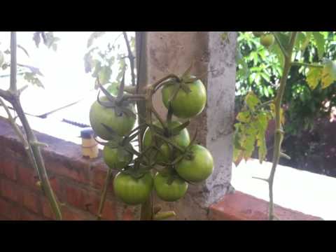 Acuaponía GREEN FISH - Video explicativo