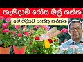 රෝස වගාව ලොකුවට රෝස මල් ගන්න නිවැරදි ක