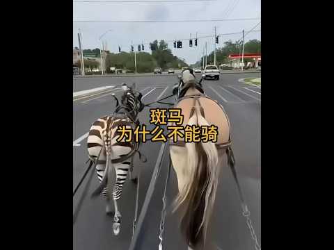 明明長得像馬，人類為何從不騎斑馬？ #動物科普 #動物冷知識 #斑馬 #野生動物
