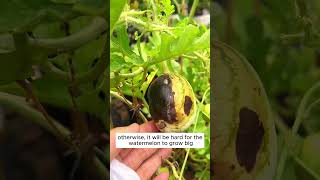 Download lagu Tip to grow watermelon 310 #shorts #plantingtips mp3