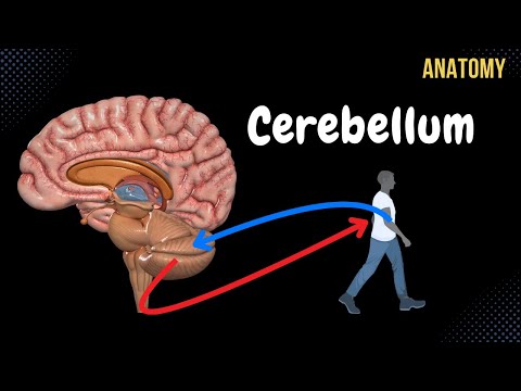 Cerebellum Anatomy (External & Internal Structures, Tracts, Nuclei)